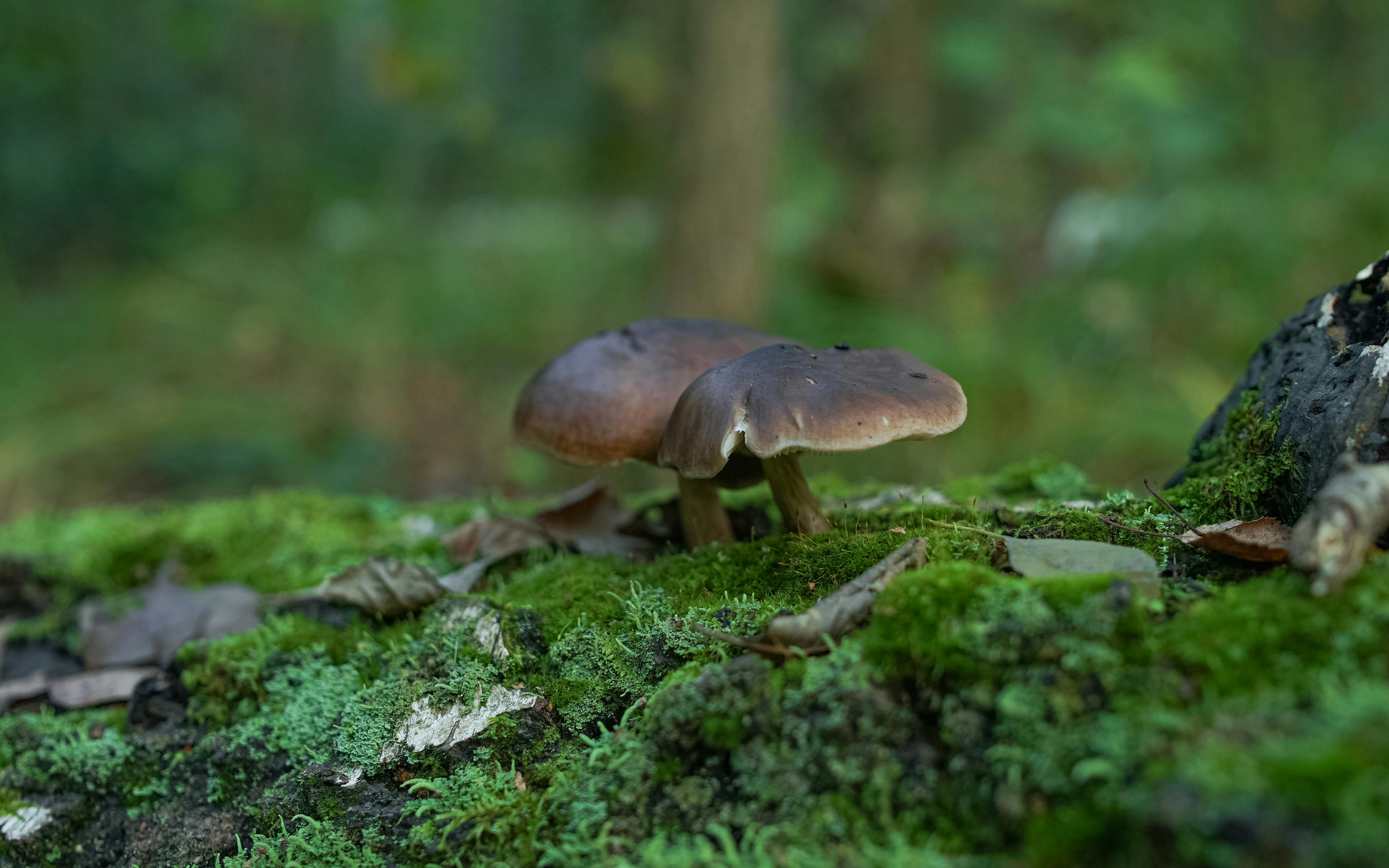 img 1